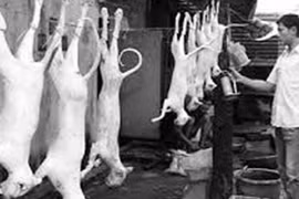 Đột nhập “phố thịt mèo”, nhìn mà thấy hãi