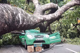 Dừng xe, tránh xa nơi có nhiều cây cối khi mưa quá to