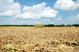 Mối lo giá lương thực