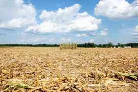 Mối lo giá lương thực