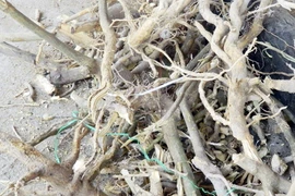 Cây cam lồ chữa đủ các loại bệnh khiến người dân bỏ nhà cửa vào rừng săn tìm