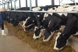 Uống sữa tươi “trên giấy” đến bao giờ?