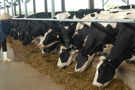 Uống sữa tươi “trên giấy” đến bao giờ?