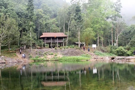 Ngủ giữa rừng nguyên sinh