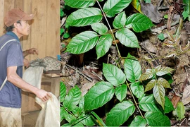 Chè rừng được đồn thổi thành thần dược xứ Quảng 