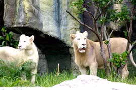 Khám phá đại ngàn bí ẩn