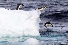 Cảnh báo băng tan gây sốc