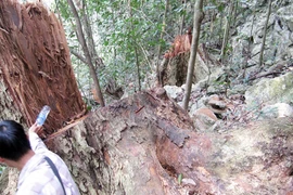 Nhức nhối nạn buôn thớt gỗ nghiến: Tiếp tay cho lâm tặc