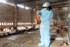 Lo ngại trước diễn biến cúm gia cầm