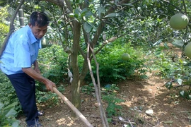 Lão nông 3 lần hiến đất làm đường nông thôn