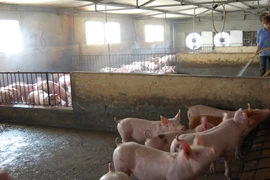 Chất cấm rầm rộ tràn vào trang trại lớn