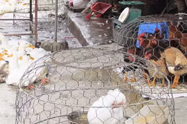 Mối lo cúm gia cầm từ các chợ dân sinh