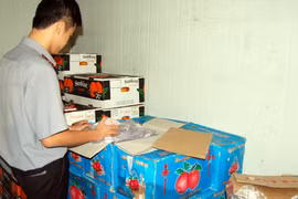 Hàng trăm tấn hoa quả Trung Quốc nhiễm thuốc vượt quy định