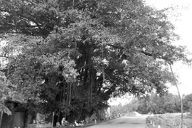 Huyền tích quanh gốc đa làng Tiền