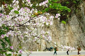 Trắng trời rừng ban Tây Bắc