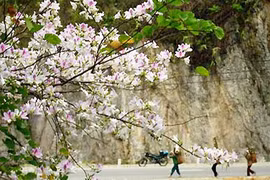 Trắng trời rừng ban Tây Bắc