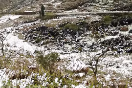 Mèo Vạc tuyết rơi trắng