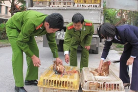 Phê duyệt kế hoạch ứng phó khẩn cấp với cúm gia cầm