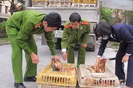 Phê duyệt kế hoạch ứng phó khẩn cấp với cúm gia cầm