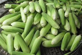 Sự thật về tin đồn ngô ủ hóa chất