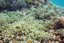 Lặn tìm xứ sở thần tiên 