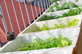 Thuê kỹ sư trồng rau sạch tại gia