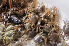 Thủy sản Hà Nội bị nhiễm kim loại: Ai được quyền công bố?