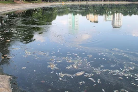 Thay đổi thời tiết, cá chết nổi trắng hồ Thiền Quang