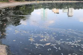 Thay đổi thời tiết, cá chết nổi trắng hồ Thiền Quang