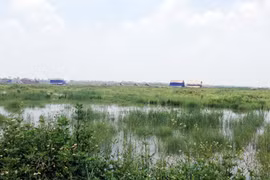 Hàng trăm héc ta hoa màu bị đầu độc