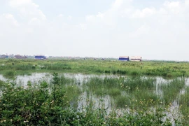 Hàng trăm héc ta hoa màu bị đầu độc