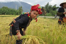 Mường Than mùa lúa vàng