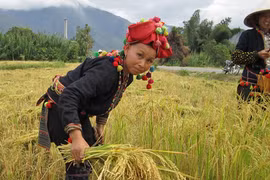 Mường Than mùa lúa vàng