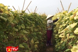 Trồng nhầm cây vô sinh, nông dân trắng tay