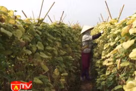 Trồng nhầm cây vô sinh, nông dân trắng tay