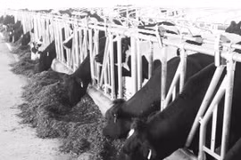 Hồi sinh sau "bão"