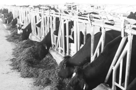 Hồi sinh sau "bão"