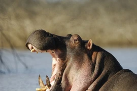 Hà mã lật thuyền khiến hơn chục trẻ em thiệt mạng