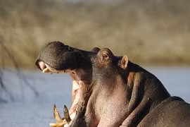 Hà mã lật thuyền khiến hơn chục trẻ em thiệt mạng