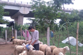 Kiếm tiền tỷ nhờ chăn cừu giữa lòng Hà Nội