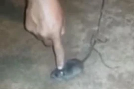 Dùng chuột vận chuyển ma túy trong tù