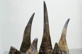 Buôn lậu 2 sừng tê giác trị giá hàng chục ngàn USD