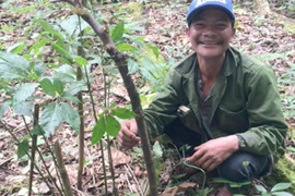 Đào hố chông bảo vệ cây sâm Ngọc Linh 7 nhánh, trị giá nửa tỉ đồng