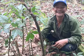 Đào hố chông bảo vệ cây sâm Ngọc Linh 7 nhánh, trị giá nửa tỉ đồng