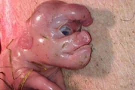 Xem lợn sơ sinh mặt người và vòi dính trên trán