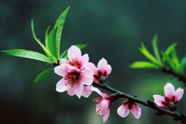 Cùng lắng nghe những mong ước giản dị khi mùa Xuân về