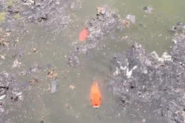 Cá chép bơi xuyên qua tro tàn, đưa Táo Quân chầu trời