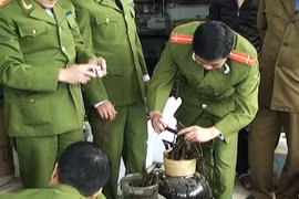 Thiếu chế tài xử lý với việc trồng, ngâm thân, củ, quả cây thuốc phiện