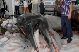 Hàn Quốc có thể hủy kế hoạch săn cá voi gây tranh cãi