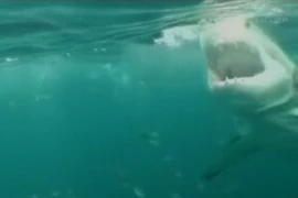 Tranh cãi về việc bảo vệ cá mập sau vụ tấn công người